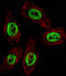 Enhancer Of Zeste 2 Polycomb Repressive Complex 2 Subunit antibody, LS-C167873, Lifespan Biosciences, Immunofluorescence image 