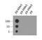 Histone Cluster 2 H3 Family Member D antibody, NB21-1071, Novus Biologicals, Dot Blot image 