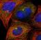 Centrosomal protein of 97 kDa antibody, NBP1-83591, Novus Biologicals, Immunofluorescence image 