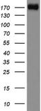 Dedicator of cytokinesis protein 2 antibody, LS-C796857, Lifespan Biosciences, Western Blot image 