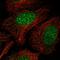 Neudesin antibody, HPA028488, Atlas Antibodies, Immunofluorescence image 