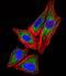 Small Nuclear Ribonucleoprotein Polypeptide G antibody, A08807, Boster Biological Technology, Immunofluorescence image 