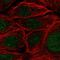 Pre-MRNA Processing Factor 38A antibody, HPA053099, Atlas Antibodies, Immunofluorescence image 