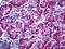 Mesoderm Development LRP Chaperone antibody, LS-B5769, Lifespan Biosciences, Immunohistochemistry paraffin image 