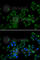 Melanoma-associated antigen D1 antibody, A1092, ABclonal Technology, Immunofluorescence image 