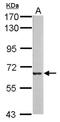 MLPH antibody, NBP2-17274, Novus Biologicals, Western Blot image 