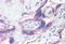 G Protein-Coupled Receptor Kinase 5 antibody, MBS241704, MyBioSource, Immunohistochemistry frozen image 