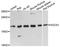 Suppressor Of Cytokine Signaling 1 antibody, A7754, ABclonal Technology, Western Blot image 