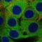 Phosphofructokinase, Platelet antibody, NBP2-58537, Novus Biologicals, Immunofluorescence image 