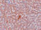Lysine Demethylase 3A antibody, 5365, ProSci Inc, Immunohistochemistry frozen image 