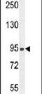Zinc Finger B-Box Domain Containing antibody, PA5-23932, Invitrogen Antibodies, Western Blot image 