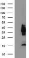 CD326 / EpCAM antibody, TA506624AM, Origene, Western Blot image 