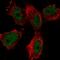 Zinc Finger Protein 697 antibody, HPA049933, Atlas Antibodies, Immunofluorescence image 