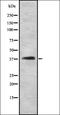 Fibroblast Growth Factor 11 antibody, orb337740, Biorbyt, Western Blot image 