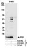 Enhancer of rudimentary homolog antibody, A305-402A, Bethyl Labs, Immunoprecipitation image 