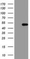 Hydroxymethylbilane Synthase antibody, MA5-26541, Invitrogen Antibodies, Western Blot image 