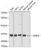 Receptor For Activated C Kinase 1 antibody, A2560, ABclonal Technology, Western Blot image 