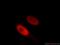 Histone Deacetylase 2 antibody, 12922-3-AP, Proteintech Group, Immunofluorescence image 