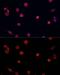 PR domain zinc finger protein 14 antibody, GTX54571, GeneTex, Immunofluorescence image 