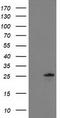 Chromosome 1 Open Reading Frame 50 antibody, LS-C337360, Lifespan Biosciences, Western Blot image 