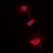 5'-Nucleotidase, Cytosolic IA antibody, orb315806, Biorbyt, Immunofluorescence image 