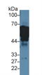 Keratin 8 antibody, LS-C295018, Lifespan Biosciences, Western Blot image 