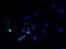 Succinate Dehydrogenase Complex Subunit C antibody, A60826-100, Epigentek, Immunofluorescence image 