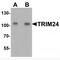 Tripartite Motif Containing 24 antibody, MBS153590, MyBioSource, Western Blot image 