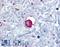 Bombesin Receptor Subtype 3 antibody, LS-A2288, Lifespan Biosciences, Immunohistochemistry frozen image 
