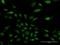 Nucleosome Assembly Protein 1 Like 3 antibody, H00004675-D01P, Novus Biologicals, Immunocytochemistry image 