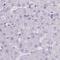 Golgin A6 Family Member B antibody, HPA050087, Atlas Antibodies, Immunohistochemistry frozen image 