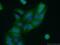 Adenine Phosphoribosyltransferase antibody, 21405-1-AP, Proteintech Group, Immunofluorescence image 