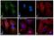 Mouse IgG antibody, 35503, Invitrogen Antibodies, Immunofluorescence image 