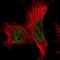 FCF1 RRNA-Processing Protein antibody, NBP1-91893, Novus Biologicals, Immunofluorescence image 