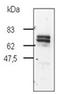 Par-6 Family Cell Polarity Regulator Beta antibody, AP55130SU-N, Origene, Western Blot image 