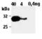 HLP antibody, ALX-804-121-C100, Enzo Life Sciences, Western Blot image 
