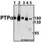 Ptpa antibody, A03280, Boster Biological Technology, Western Blot image 