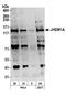 Lysine Demethylase 2A antibody, A301-475A, Bethyl Labs, Western Blot image 