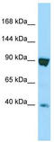 ITPR Interacting Domain Containing 2 antibody, TA331231, Origene, Western Blot image 
