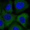 Mitogen-Activated Protein Kinase Kinase 2 antibody, HPA051993, Atlas Antibodies, Immunocytochemistry image 