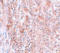 BCAS2 Pre-MRNA Processing Factor antibody, A07113, Boster Biological Technology, Immunohistochemistry frozen image 