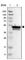 Cytochrome B5 Reductase 4 antibody, HPA018992, Atlas Antibodies, Western Blot image 