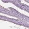 Ciliogenesis Associated TTC17 Interacting Protein antibody, HPA044818, Atlas Antibodies, Immunohistochemistry frozen image 