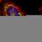 Mitochondrial import receptor subunit TOM22 homolog antibody, HPA003037, Atlas Antibodies, Immunofluorescence image 
