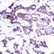 ETS Transcription Factor ELK1 antibody, orb14452, Biorbyt, Immunohistochemistry paraffin image 