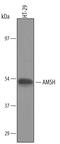 STAM-binding protein antibody, AF5650, R&D Systems, Western Blot image 