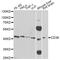 CD38 Molecule antibody, MBS129421, MyBioSource, Western Blot image 