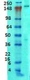Ankyrin-2 antibody, orb67488, Biorbyt, Western Blot image 