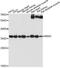 Ribosome biogenesis protein NSA2 homolog antibody, A14475, ABclonal Technology, Western Blot image 
