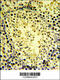Diacylglycerol Kinase Kappa antibody, 61-800, ProSci, Immunohistochemistry paraffin image 